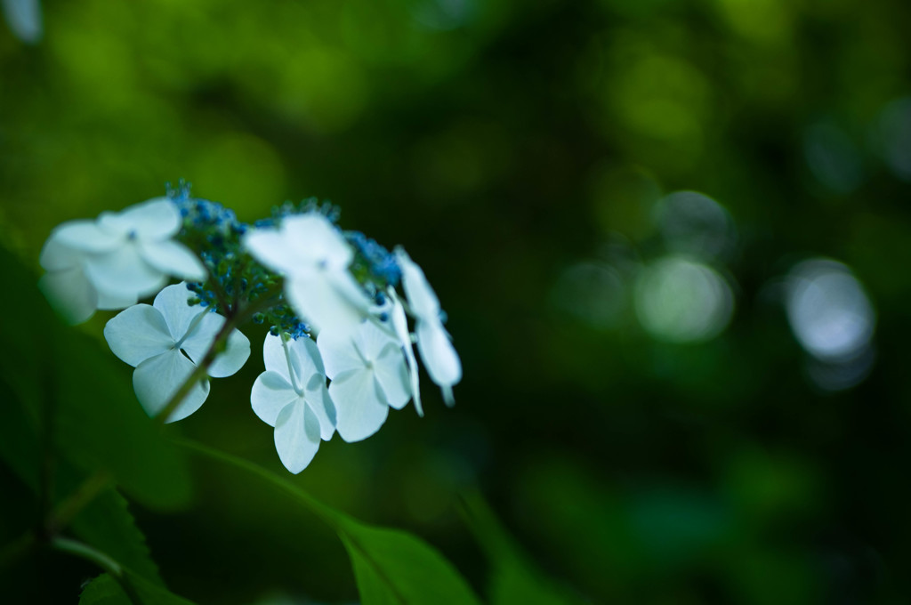 詩仙堂 紫陽花