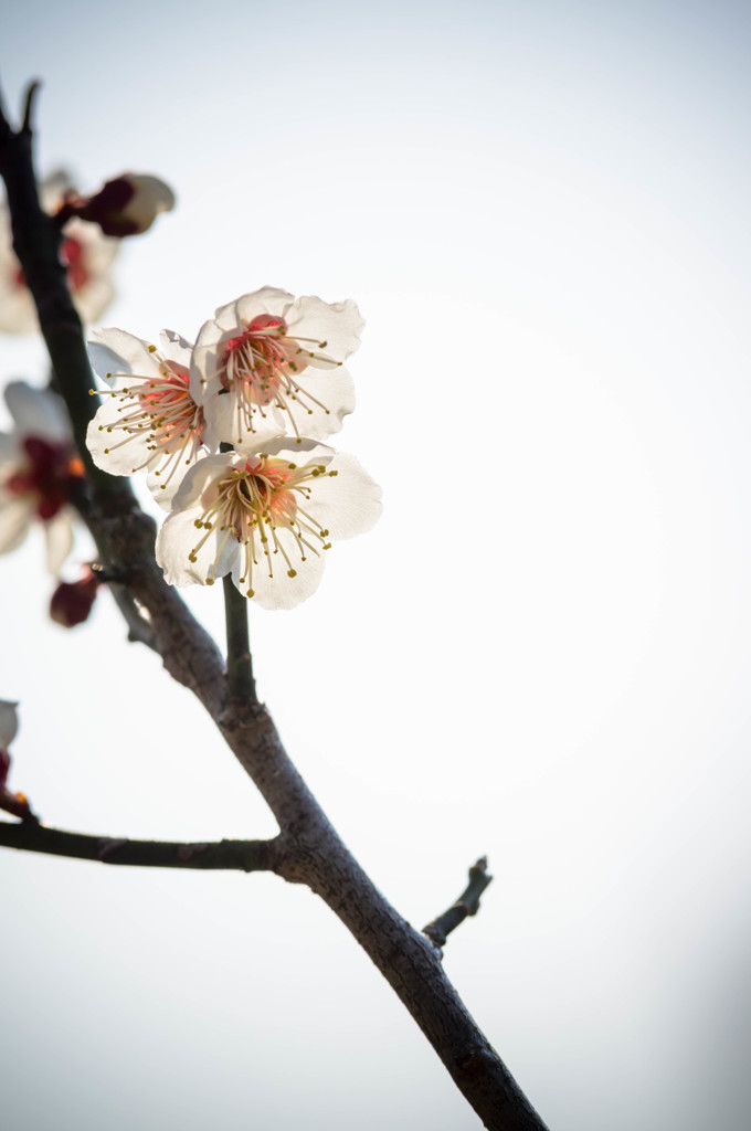春の幻