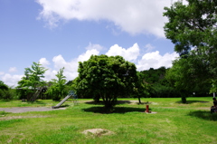木陰を求めて。