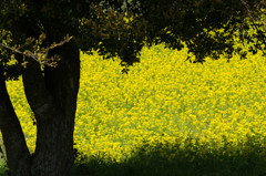 黄色の風景