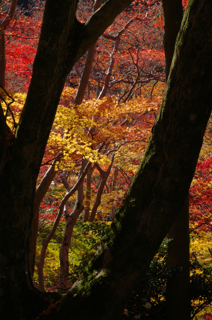 連なる紅葉