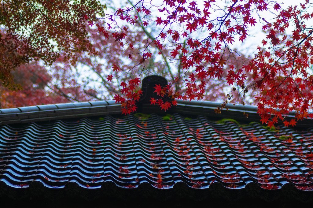 時雨紅葉