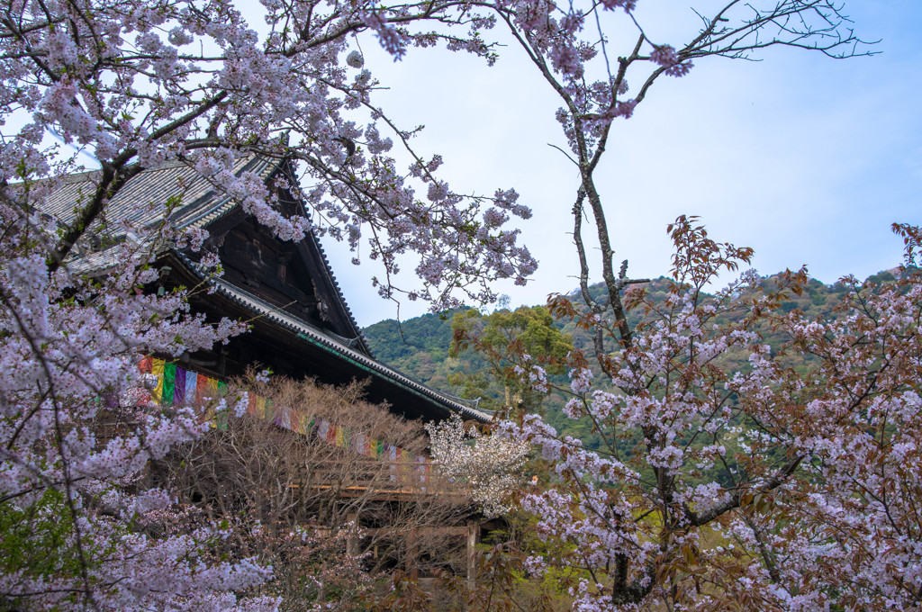 桜につつまれて