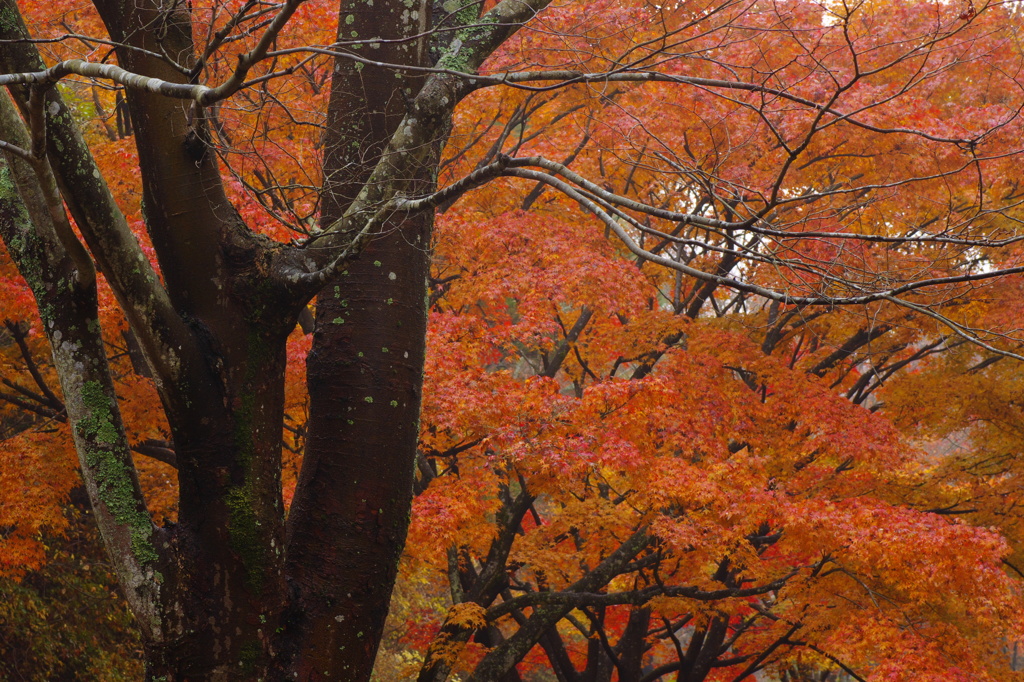 紅葉粧う