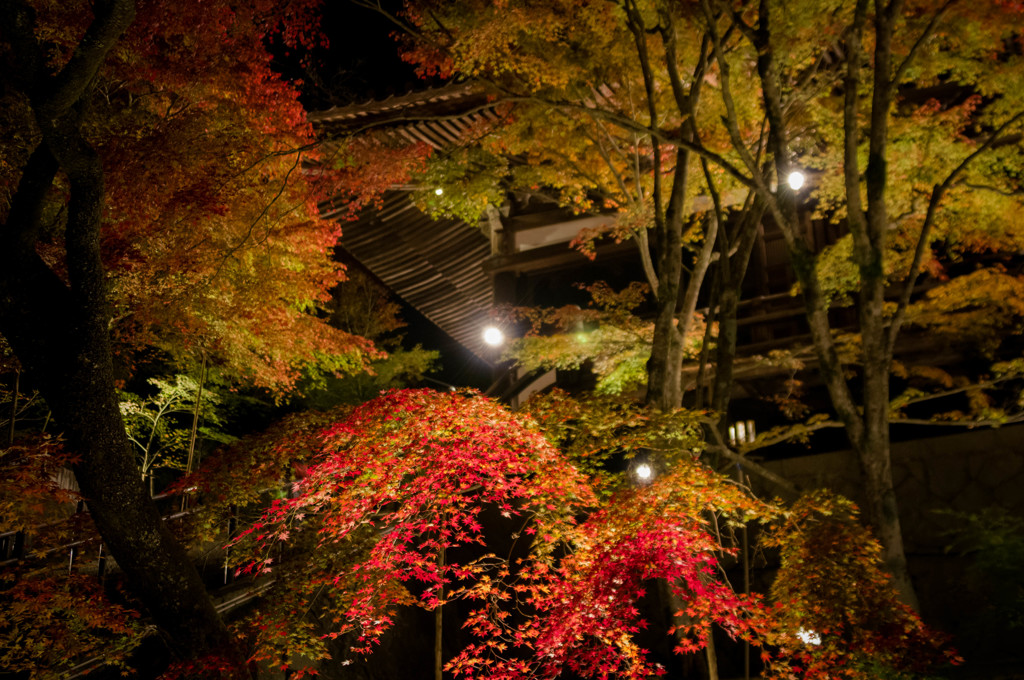 秋夜に輝く