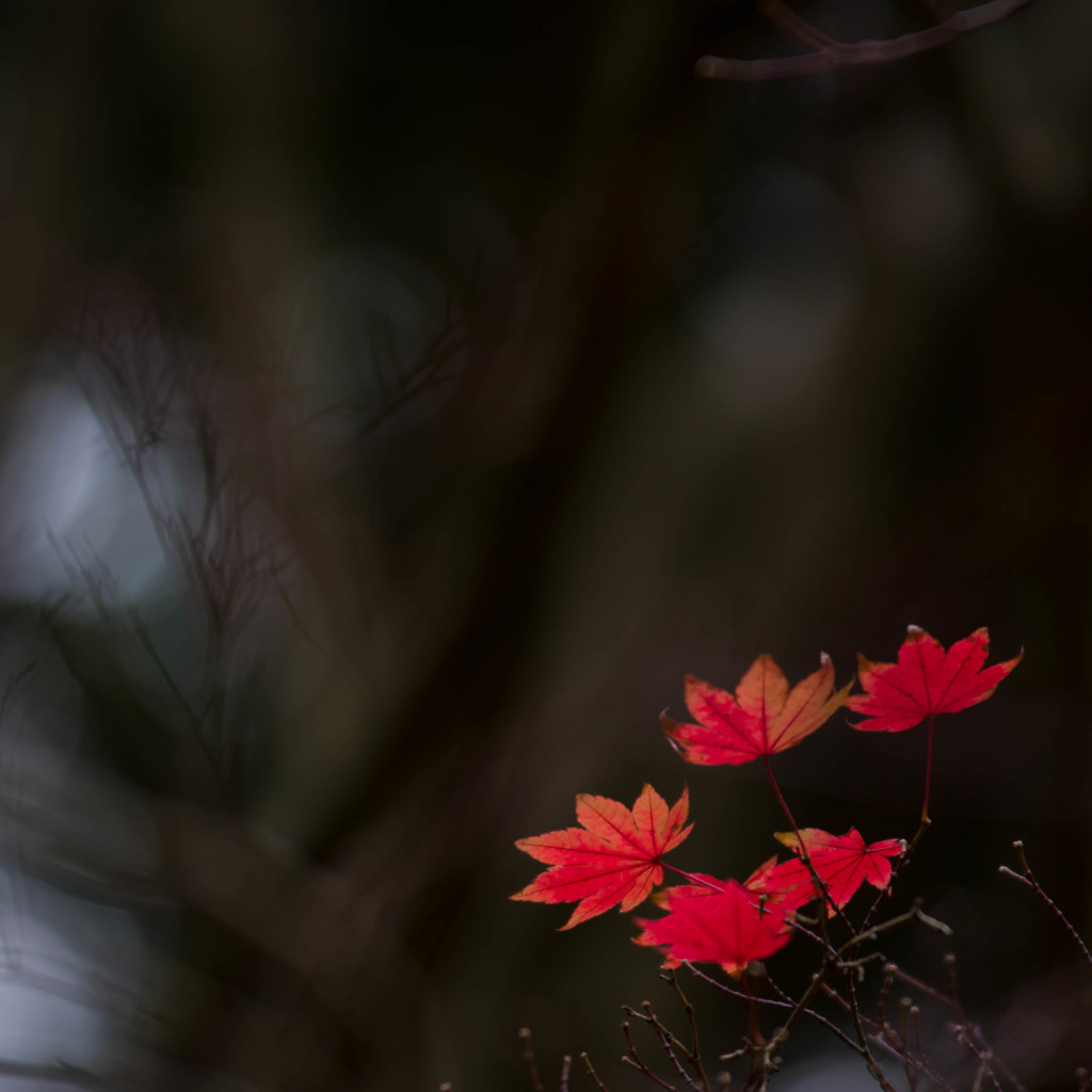 晩秋の一枝