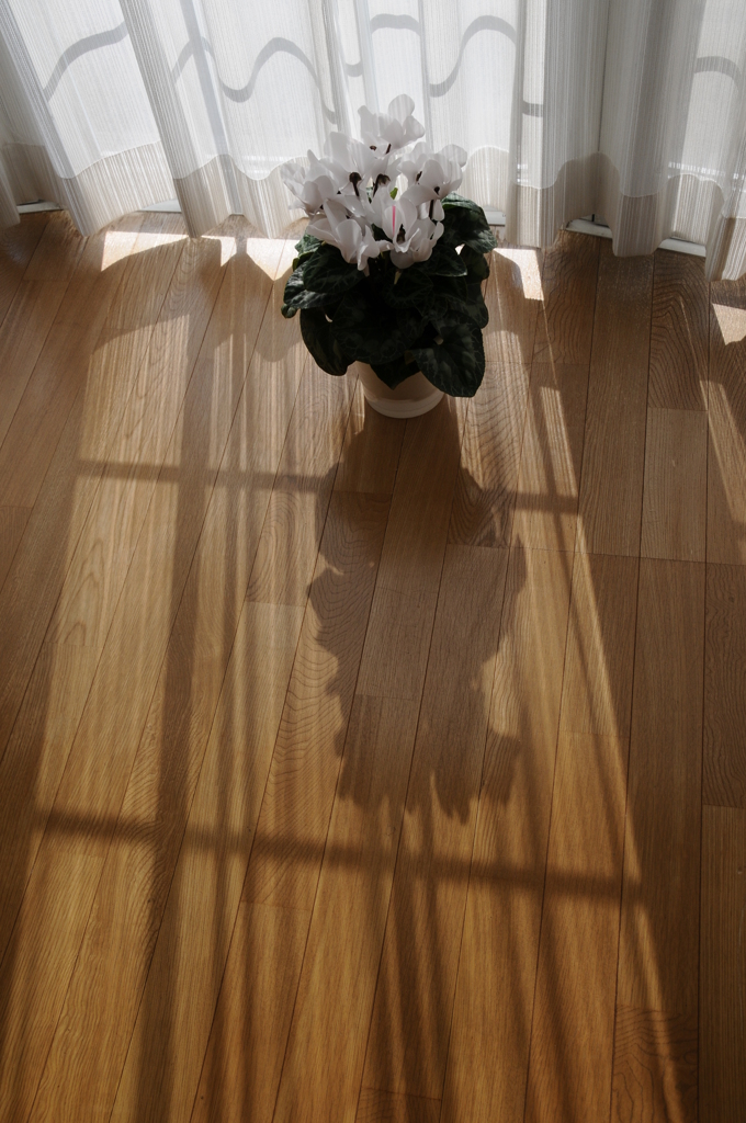 シクラメン（３）