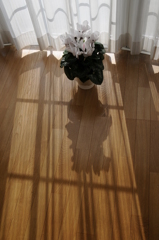 シクラメン（３）