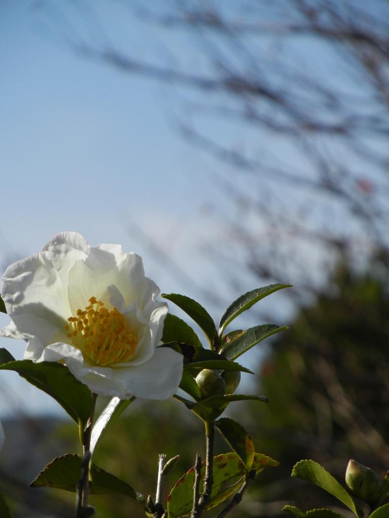 お散歩カメラにて