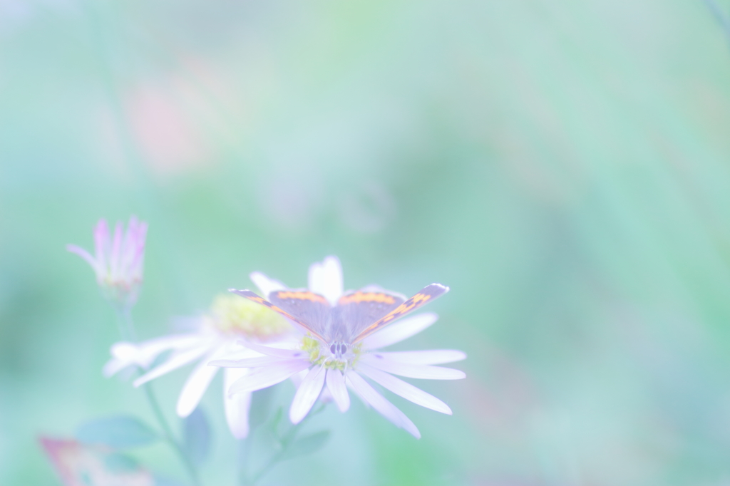 黄色い花冠