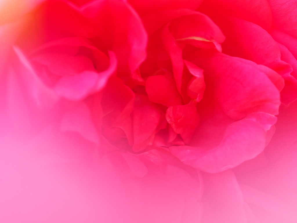 frill