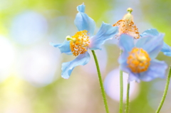 悲恋の青い花