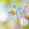 悲恋の青い花