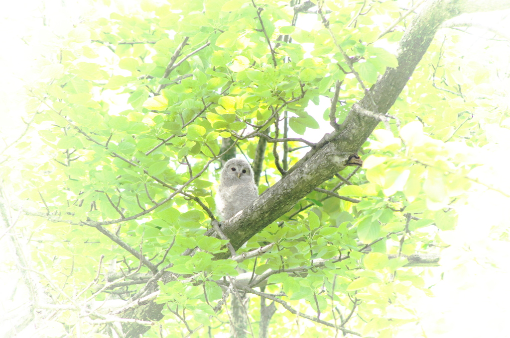 ヘドウィグ