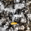 yellow leaf