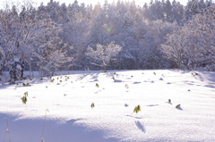 雪景色