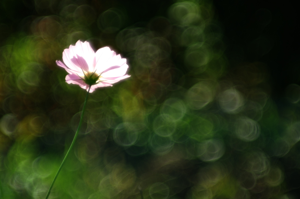 花蛍