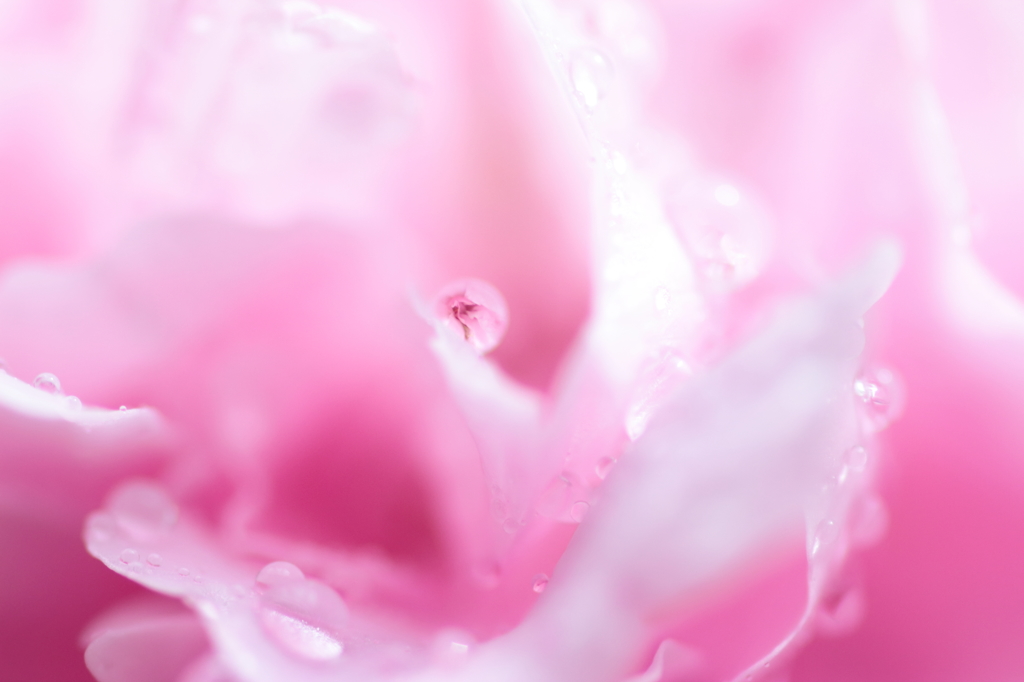 ぷるん♪ rose water