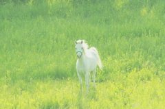 王子様はぁ？