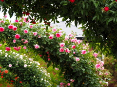 rose arch