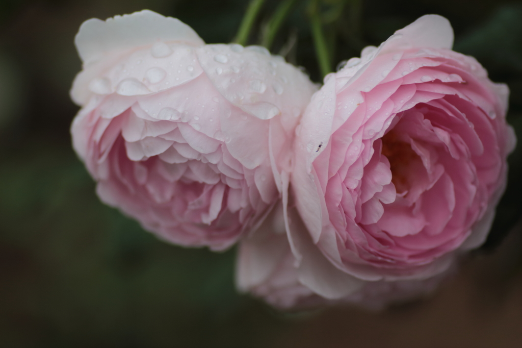 6月の花園