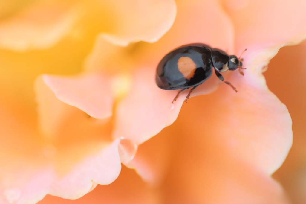 6月の花園