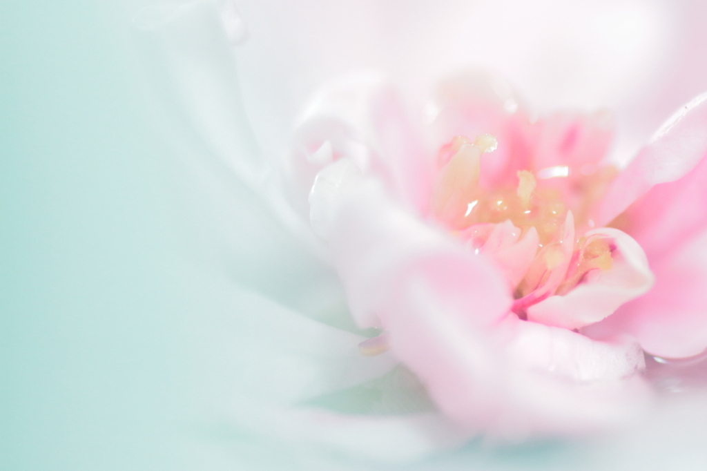 溶けて行く花びら