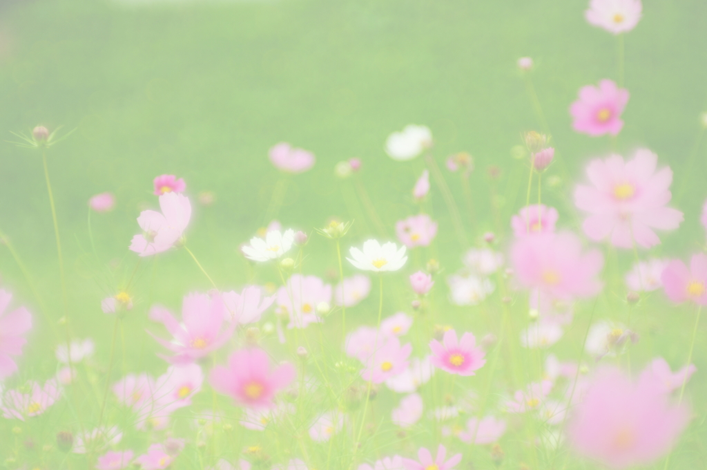 夢のお花畑
