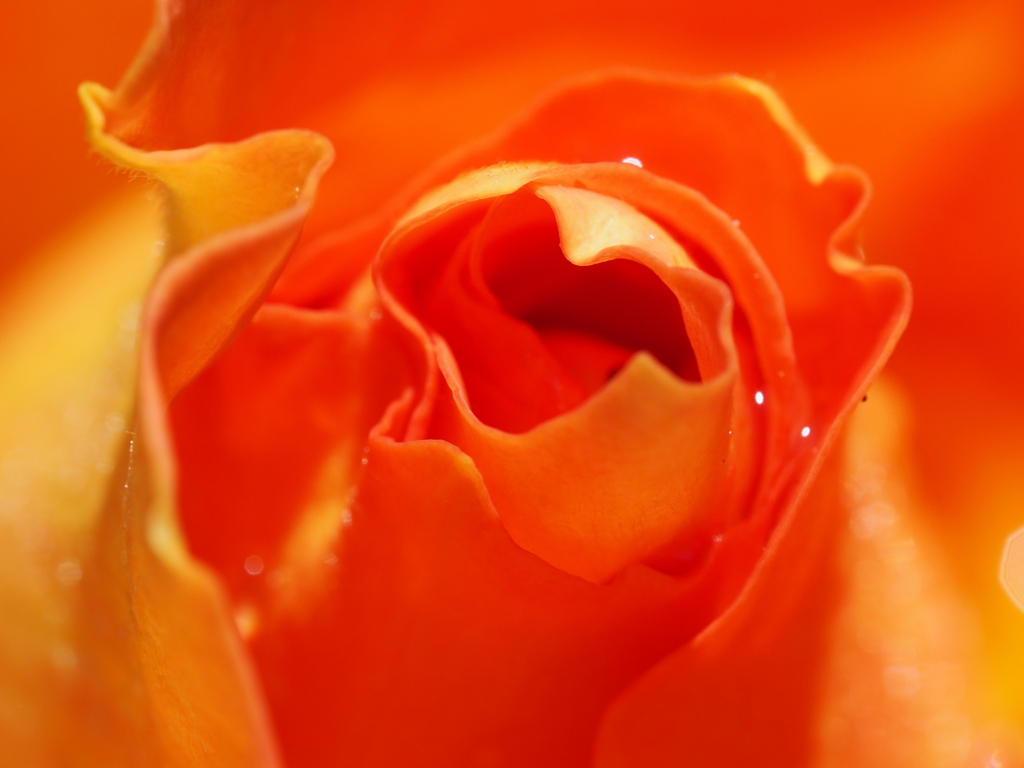 orange velvet
