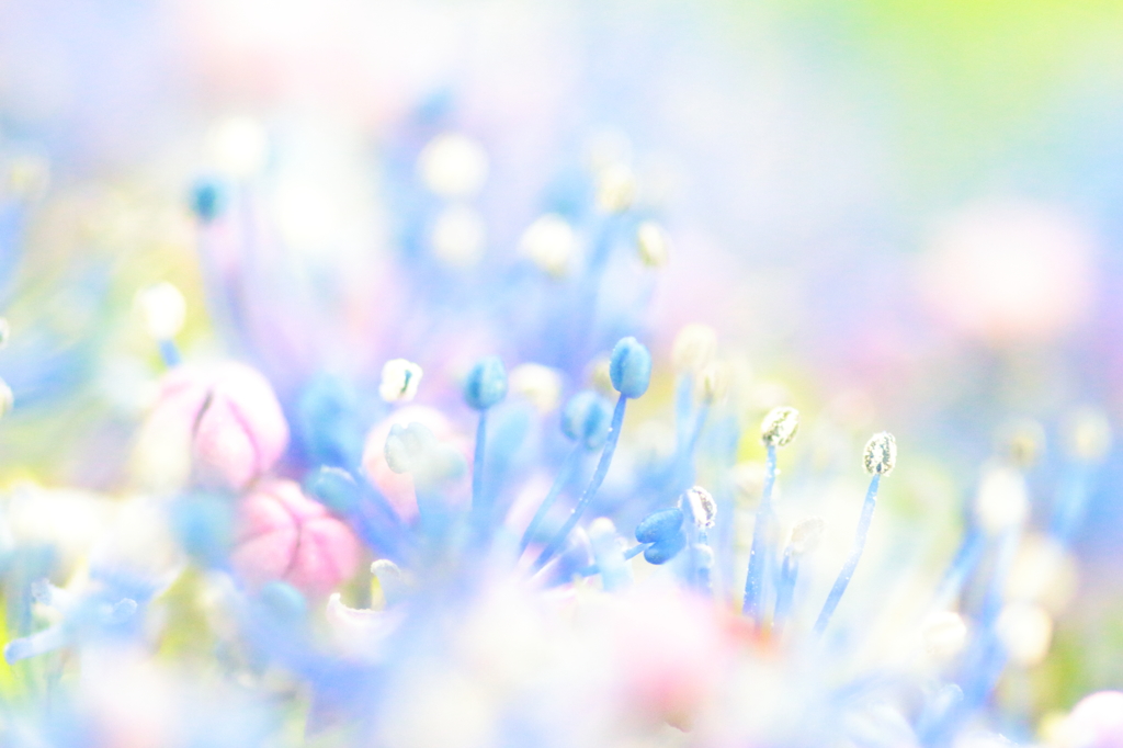 fairy