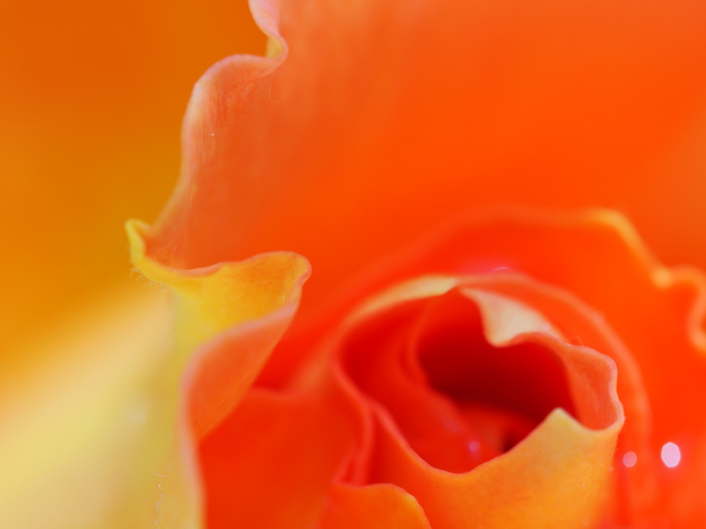 petal