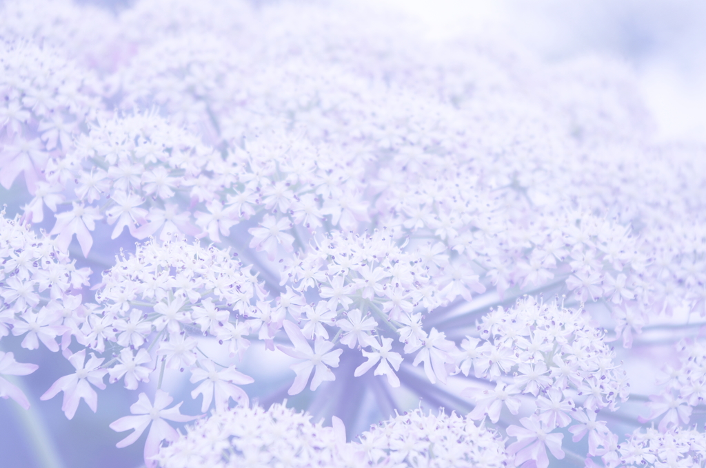 花嫁のブーケ