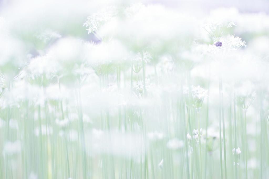 雲の上