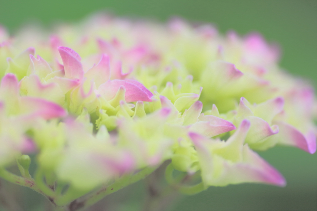 6月の花園