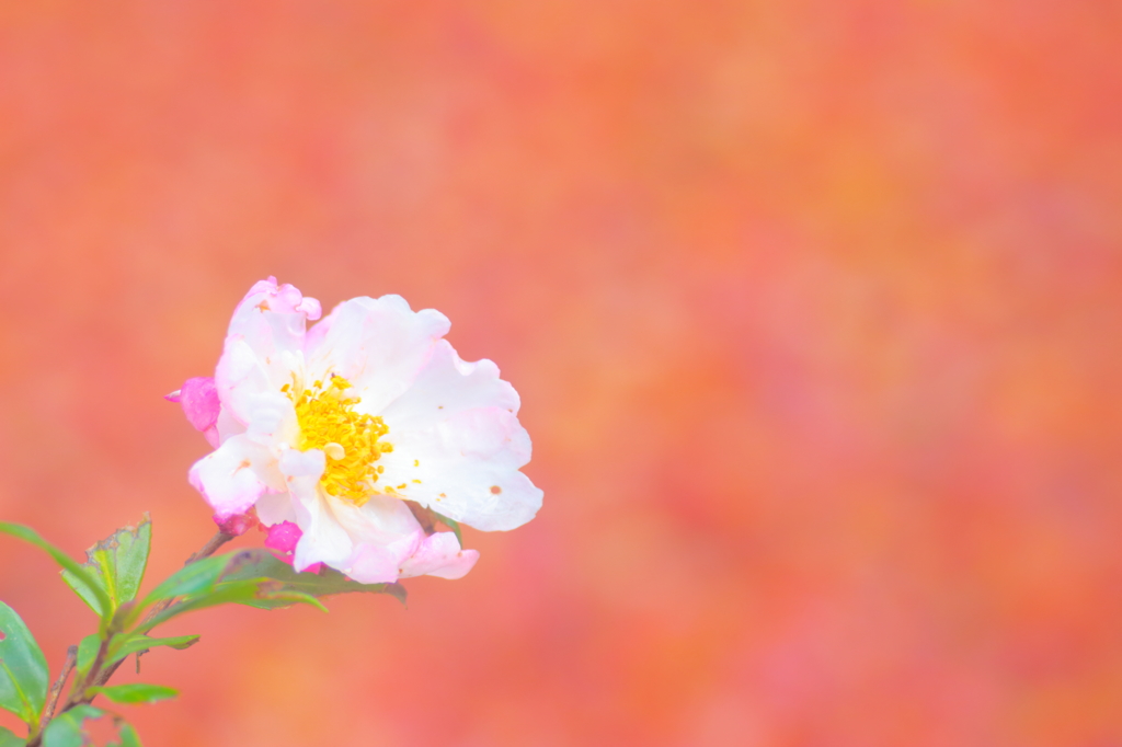 花一輪
