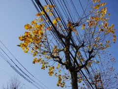 まんま