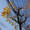 まんま