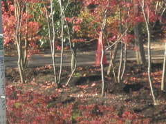 東京だって紅葉は有る