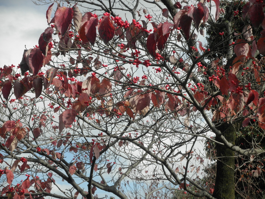疲れた東京の紅葉