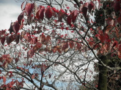 疲れた東京の紅葉