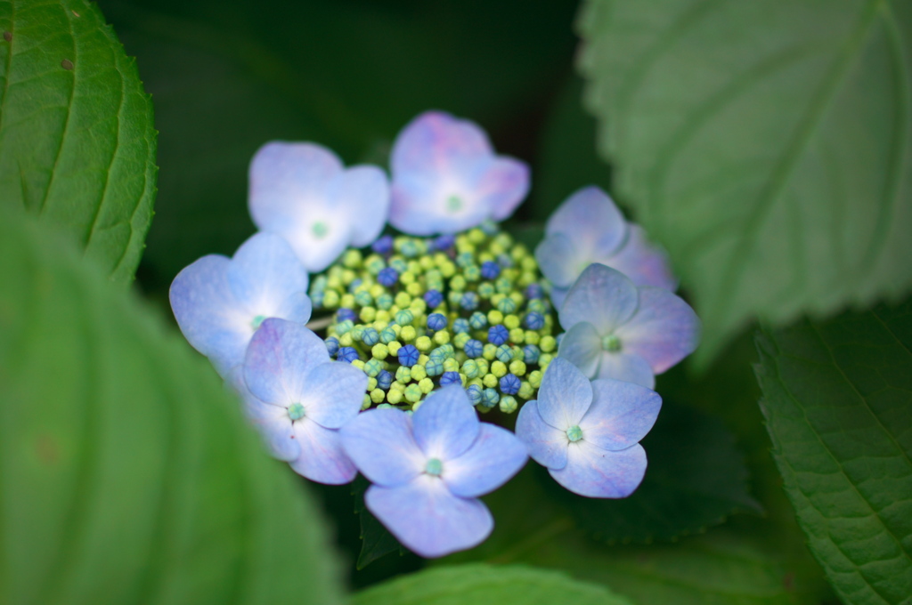 お花の器の中のジェリービーンズ