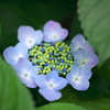 お花の器の中のジェリービーンズ
