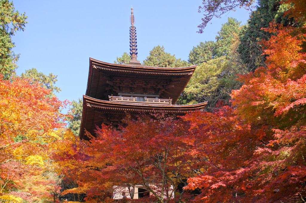 滋賀県 金剛輪寺  血染めのもみじ