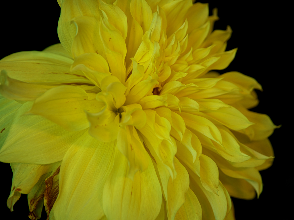 ⚘~yellow~⚘
