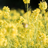 菜の花と