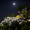 夜の散歩