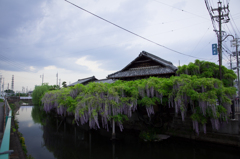 岩崎清流亭の藤