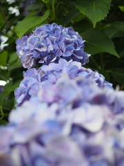 だんだん花