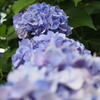だんだん花