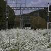 吉野駅 より